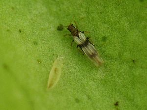 Thrips auf Pflanze © M.J. Quelle: http://upload.wikimedia.org/wikipedia/de/5/5c/Pampelmusen-Thrips.jpg