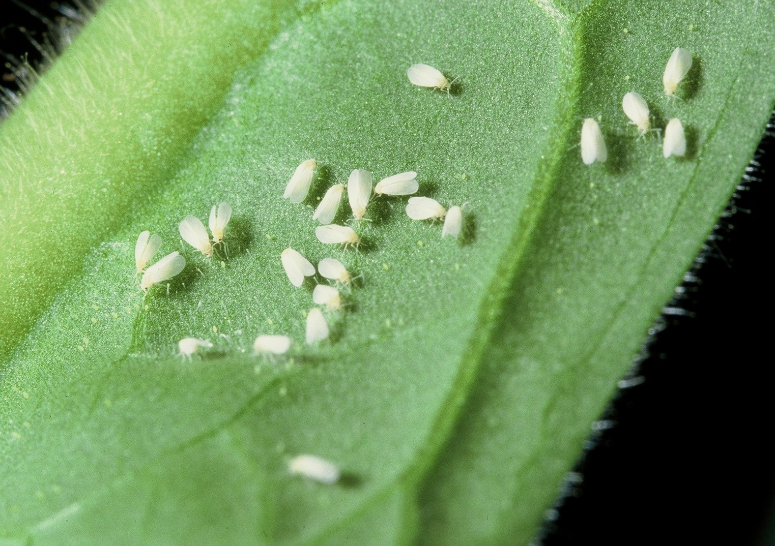 Weiße Fliegen (c) biohelp 23 weiße Fliegen auf einem Blatt stark vergrößert (c) biohelp